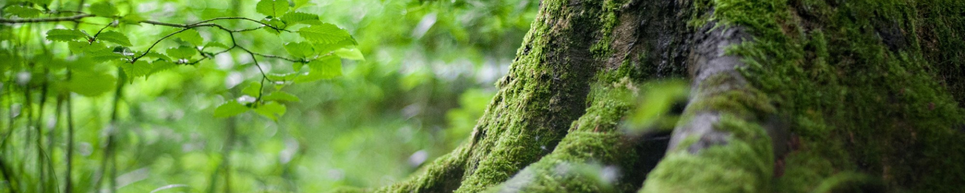 A imagem mostra uma árvore da Amazônia 