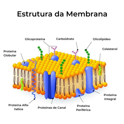 Especializações da membrana plasmática - Biologia