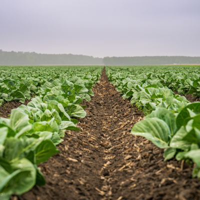 Associativismo e cooperativismo rural